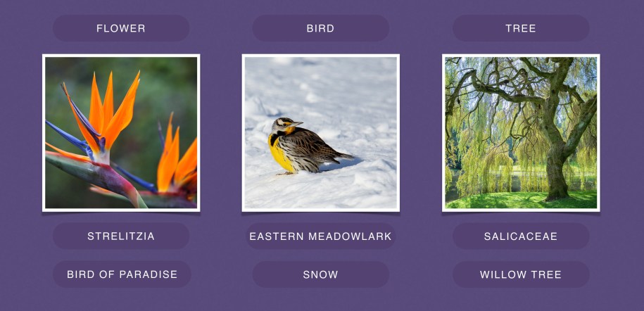 Hashtags can help computer vision systems go beyond general classification terms in order to recognize specific subcategories and additional elements in an image.